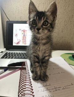 Жінка, яка не любила котів