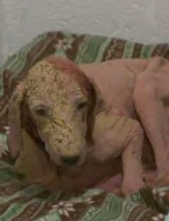 Щасливий порятунок Келлі