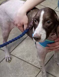 Щасливий порятунок Келлі