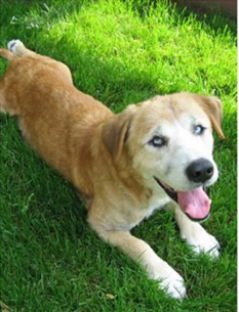 Старенький Альберт