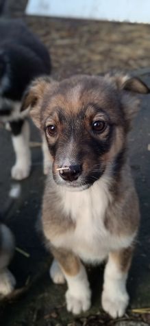 Хлопчик та дiвчинка шукають дiм