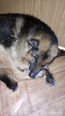 Знесилена німецька вівчарка блукає вулицями Києва