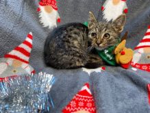 Полосатий красунчик Джаспер мріє про родину ☎️ 0968705242